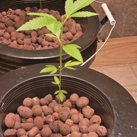 GH Cheese  growlog photo: A healthy plant 🪴