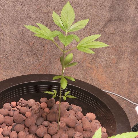AK420 Auto growlog photo: A healthy plant 🪴