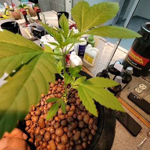 AK420 Auto growlog photo: Two set of leafs 🍃