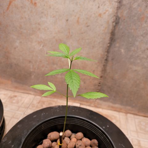 Danky Doodle growlog photo: A healthy plant 🪴