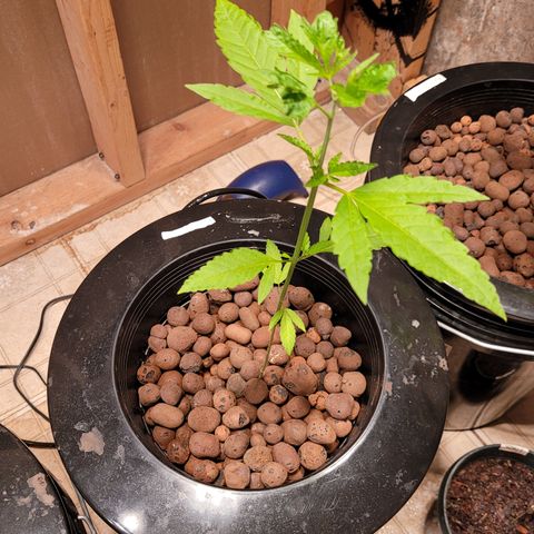 GH Cheese  growlog photo: A healthy plant 🪴