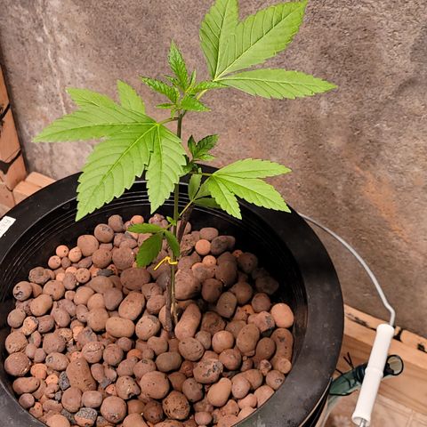 AK420 Auto growlog photo: A healthy plant 🪴