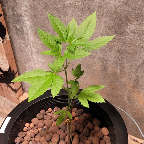 AK420 Auto growlog photo: A healthy plant 🪴