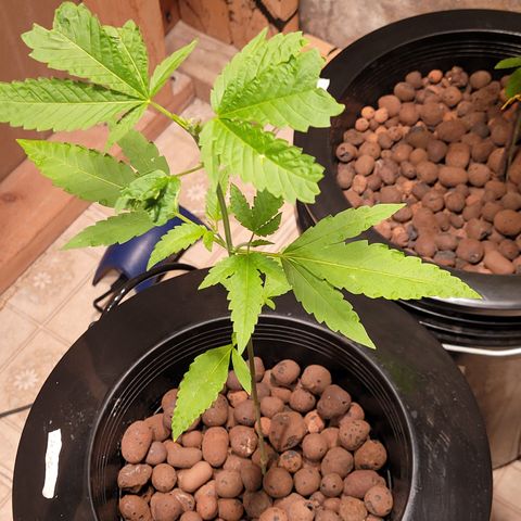 GH Cheese  growlog photo: A healthy plant 🪴