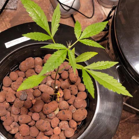 Danky Doodle growlog photo: A healthy plant 🪴