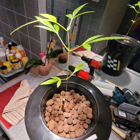 Danky Doodle growlog photo: A healthy plant 🪴