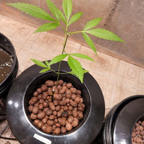 Danky Doodle growlog photo: A healthy plant 🪴