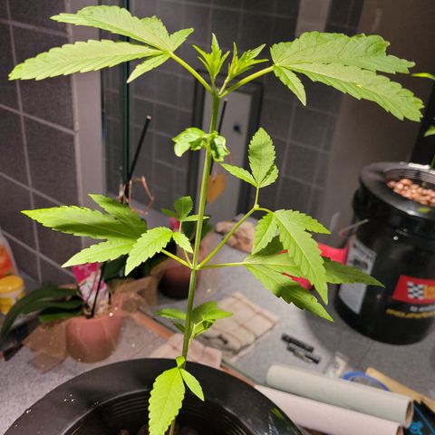 GH Cheese  growlog photo: A healthy plant 🪴