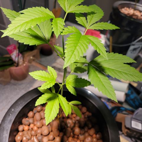 AK420 Auto growlog photo: A healthy plant 🪴