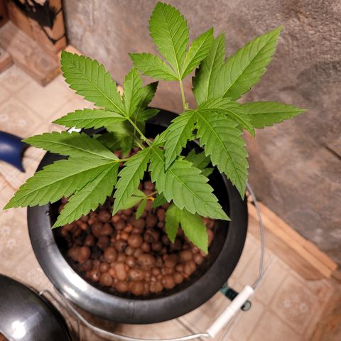 AK420 Auto growlog photo: A healthy plant 🪴