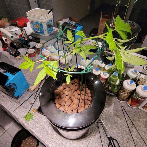 GH Cheese  growlog photo: Low stress training 