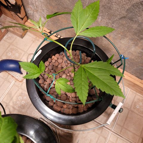 AK420 Auto growlog photo: Start of LST