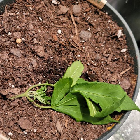 AK420 Auto growlog photo: Plant damage 