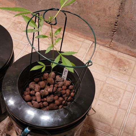 Danky Doodle growlog photo: Grow support