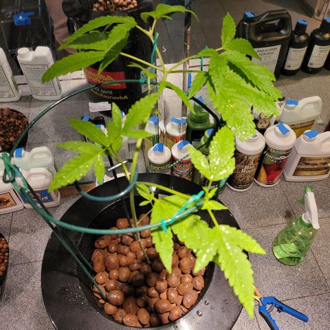 GH Cheese  growlog photo: A healthy plant 🪴