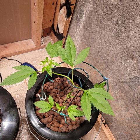 AK420 Auto growlog photo: A healthy plant 🪴