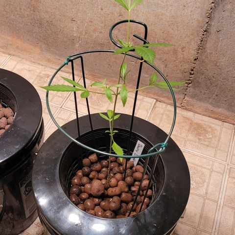 Danky Doodle growlog photo: A healthy plant 🪴
