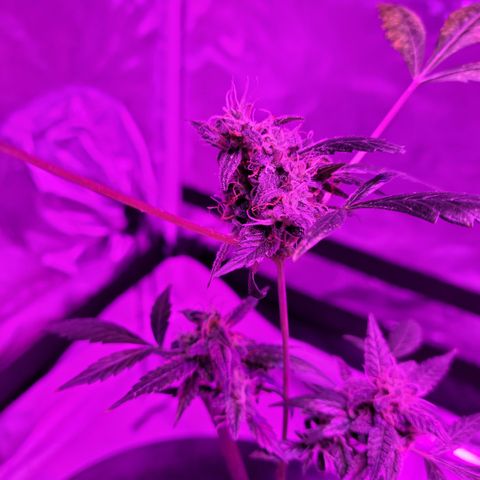 Danky Doodle growlog timeline photo