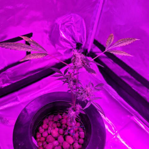 Danky Doodle growlog timeline photo