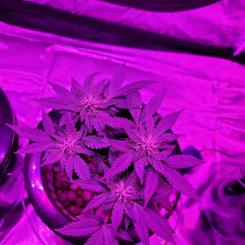 AK420 Auto growlog timeline photo