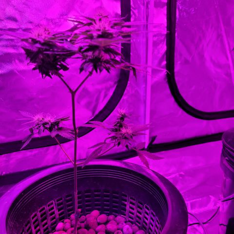 AK420 Auto growlog timeline photo