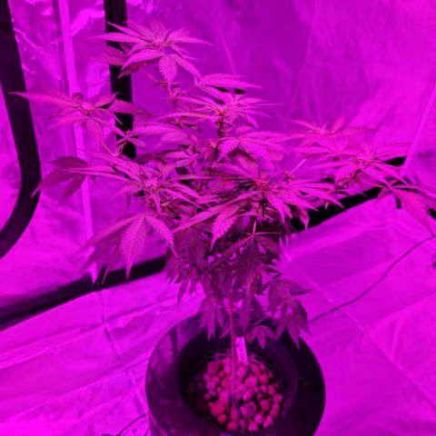 GH Cheese  growlog timeline photo