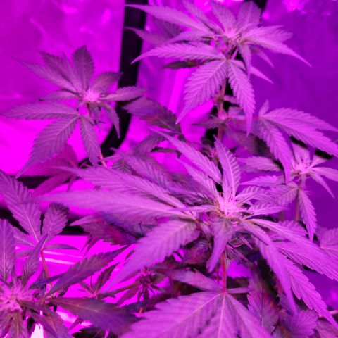 GH Cheese  growlog timeline photo