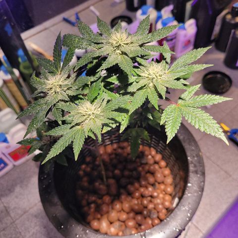 AK420 Auto growlog photo: A healthy plant 🪴