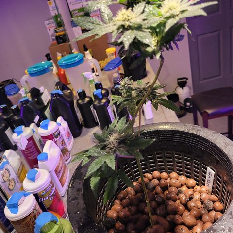 AK420 Auto growlog timeline photo