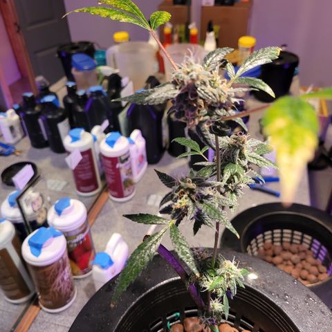 Danky Doodle growlog photo: A healthy plant 🪴