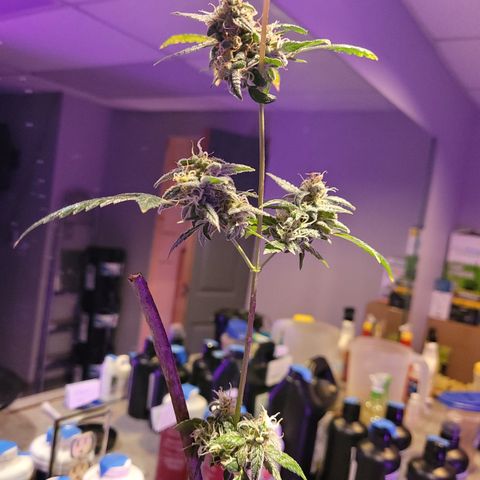 Danky Doodle growlog timeline photo
