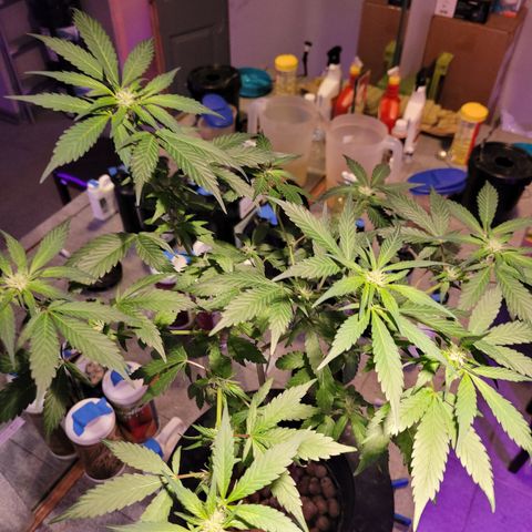 GH Cheese  growlog photo: A healthy plant 🪴