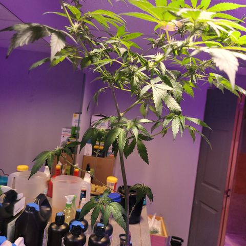 GH Cheese  growlog timeline photo