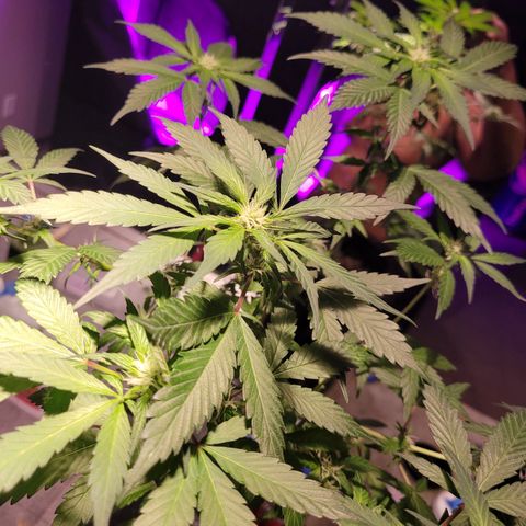 GH Cheese  growlog timeline photo