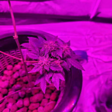AK420 Auto growlog timeline photo