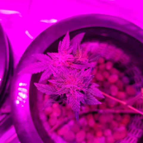 AK420 Auto growlog timeline photo