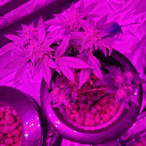 AK420 Auto growlog timeline photo