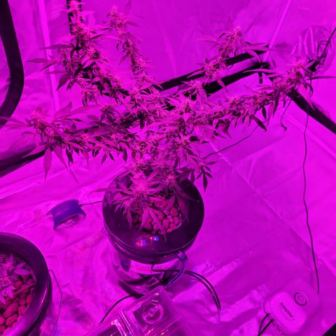 GH Cheese  growlog timeline photo