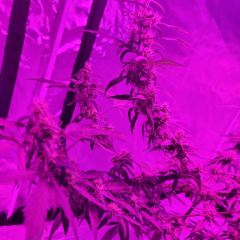 GH Cheese  growlog timeline photo