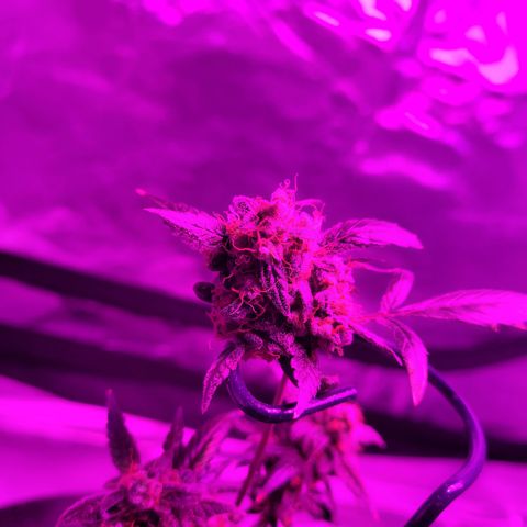 Danky Doodle growlog timeline photo