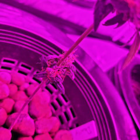 Danky Doodle growlog timeline photo