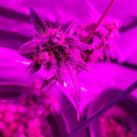 Danky Doodle growlog timeline photo