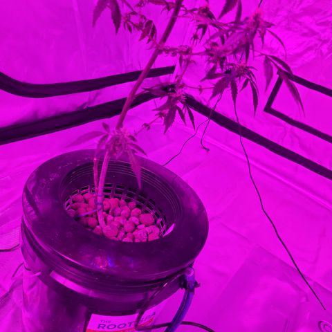 GH Cheese  growlog timeline photo