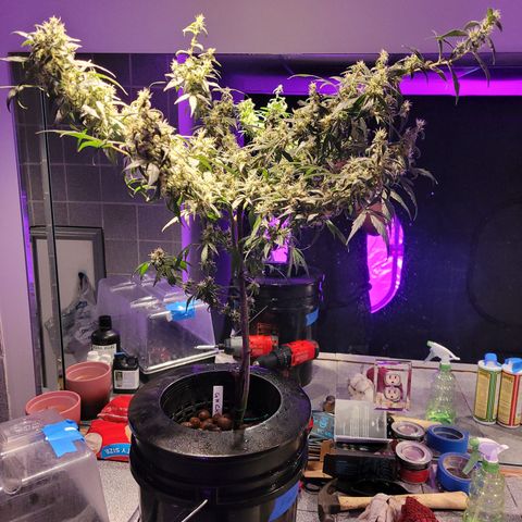 GH Cheese  growlog photo: A healthy plant 🪴