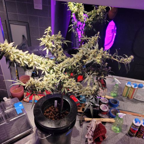 GH Cheese  growlog photo: A healthy plant 🪴