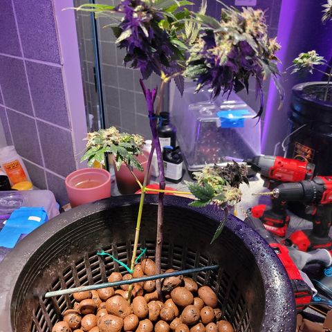 AK420 Auto growlog photo: A healthy plant 🪴