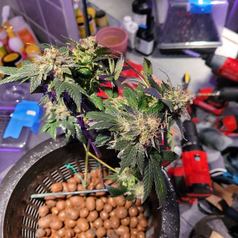AK420 Auto growlog photo: A healthy plant 🪴