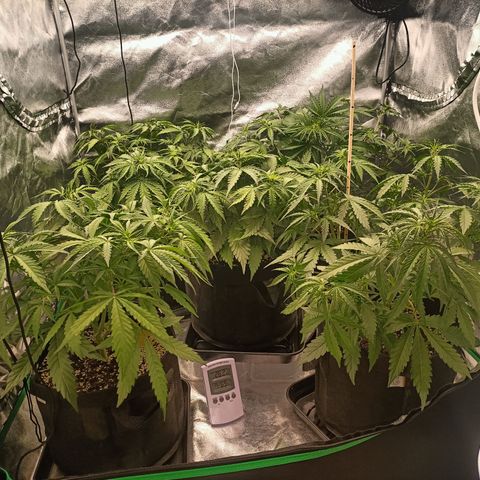 5 x green gelato automatic  growlog photo: Hangende bladeren. Te vaak water?