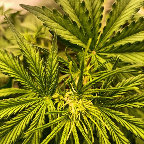 5 x green gelato automatic  growlog photo: Witte draden