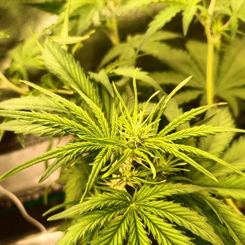 5 x green gelato automatic  growlog timeline photo